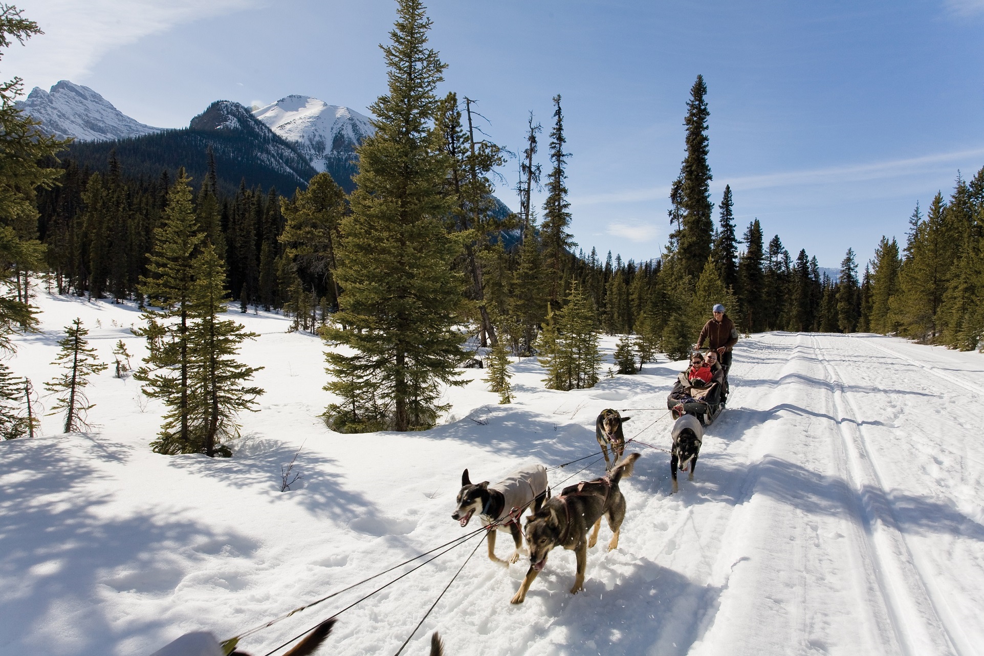 Dog Sledding Lake Louise / Kananaskis Mazda